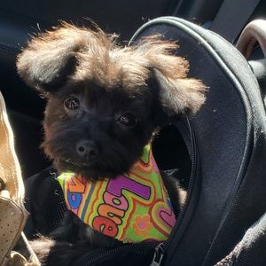 Meet your Posher, Lisa